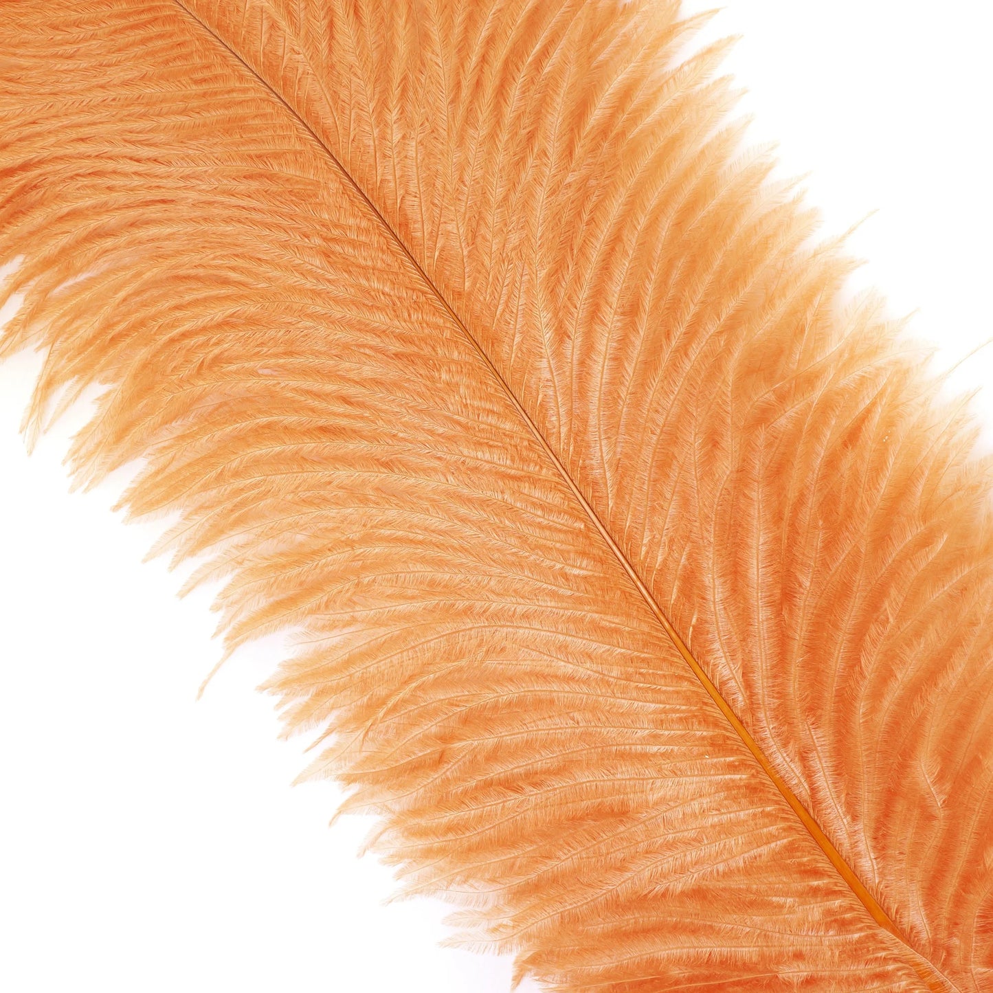 Marabou Brothers Ostrich Plumes