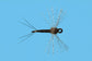 organza rusty spinner