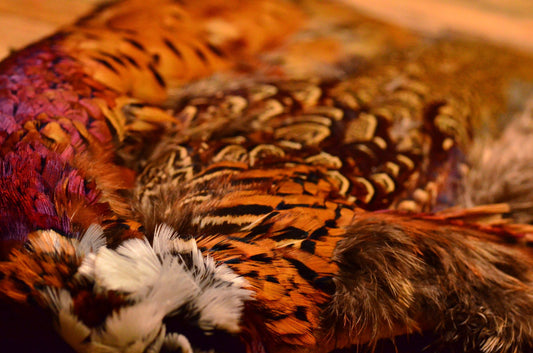 Ringneck Pheasant Skin