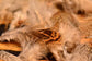 Bagged Hungarian Partridge Body Feathers