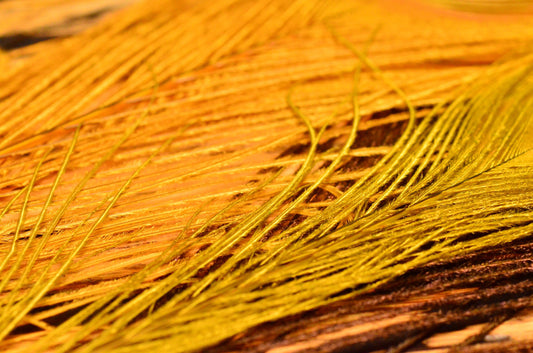 Bleached & Dyed Peacock Eyes