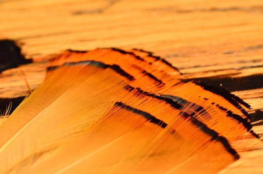 Golden Pheasant Tippets