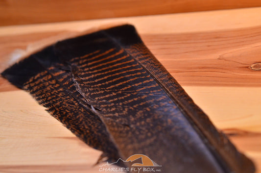 Cinnamon Tip Turkey Tail Feathers