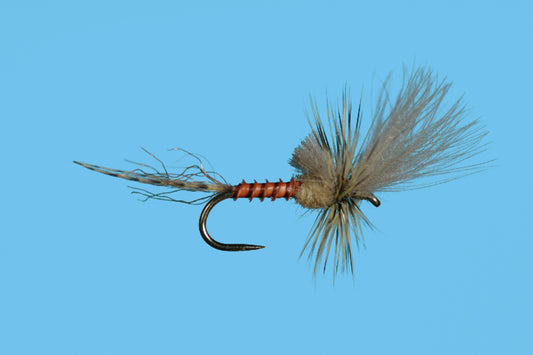 Last Chance Cripple, Harrop's, PMD