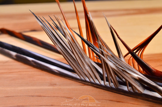 Barred Wild Turkey Biot Quills
