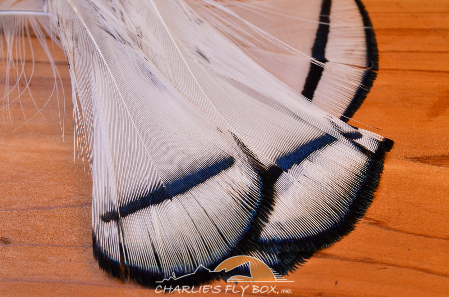 Lady Amherst Pheasant Tippets