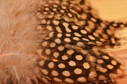 Guinea Body Feathers
