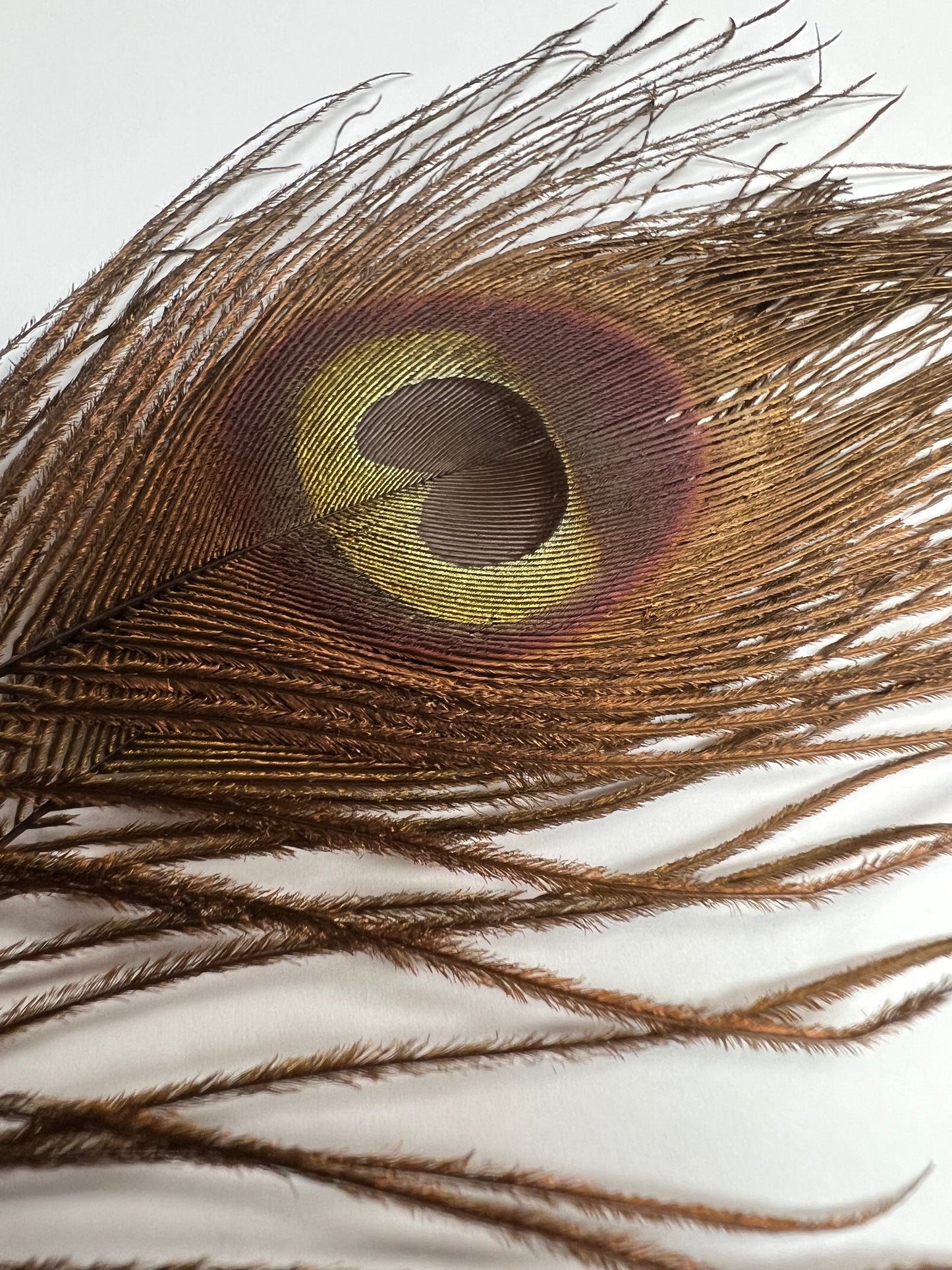Bleached & Dyed Peacock Eyes