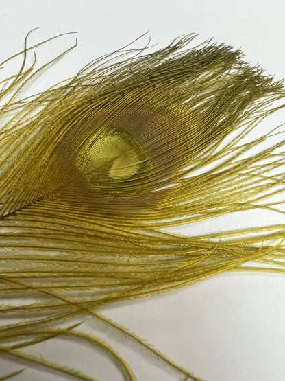 Bleached & Dyed Peacock Eyes