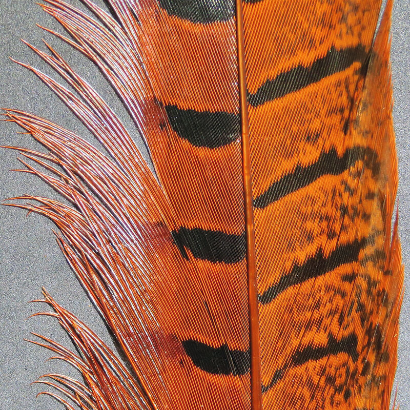 Nature's Spirit Pheasant Side Tails