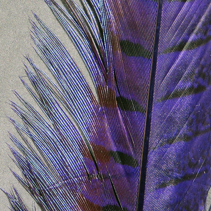 ringneck pheasant tail pairs