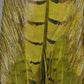 Ringneck Pheasant Tail, pairs