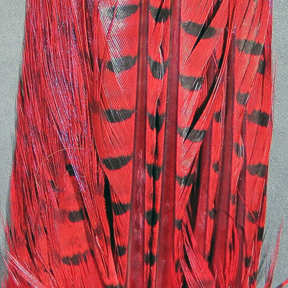 Ringneck Pheasant Complete Tail Clump - Cross Current Outfitters Ringneck Pheasant Complete Tail Clump - Cross Current Outfitters