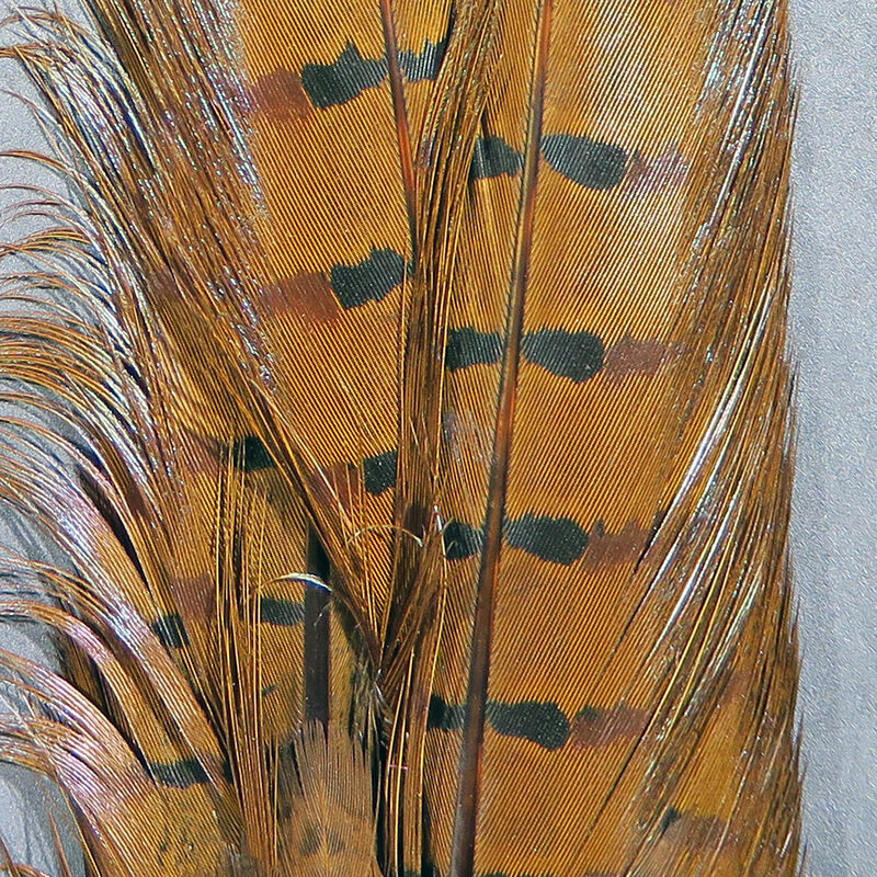 Ringneck Pheasant Tail, pairs