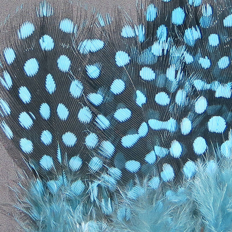 Guinea Body Feathers