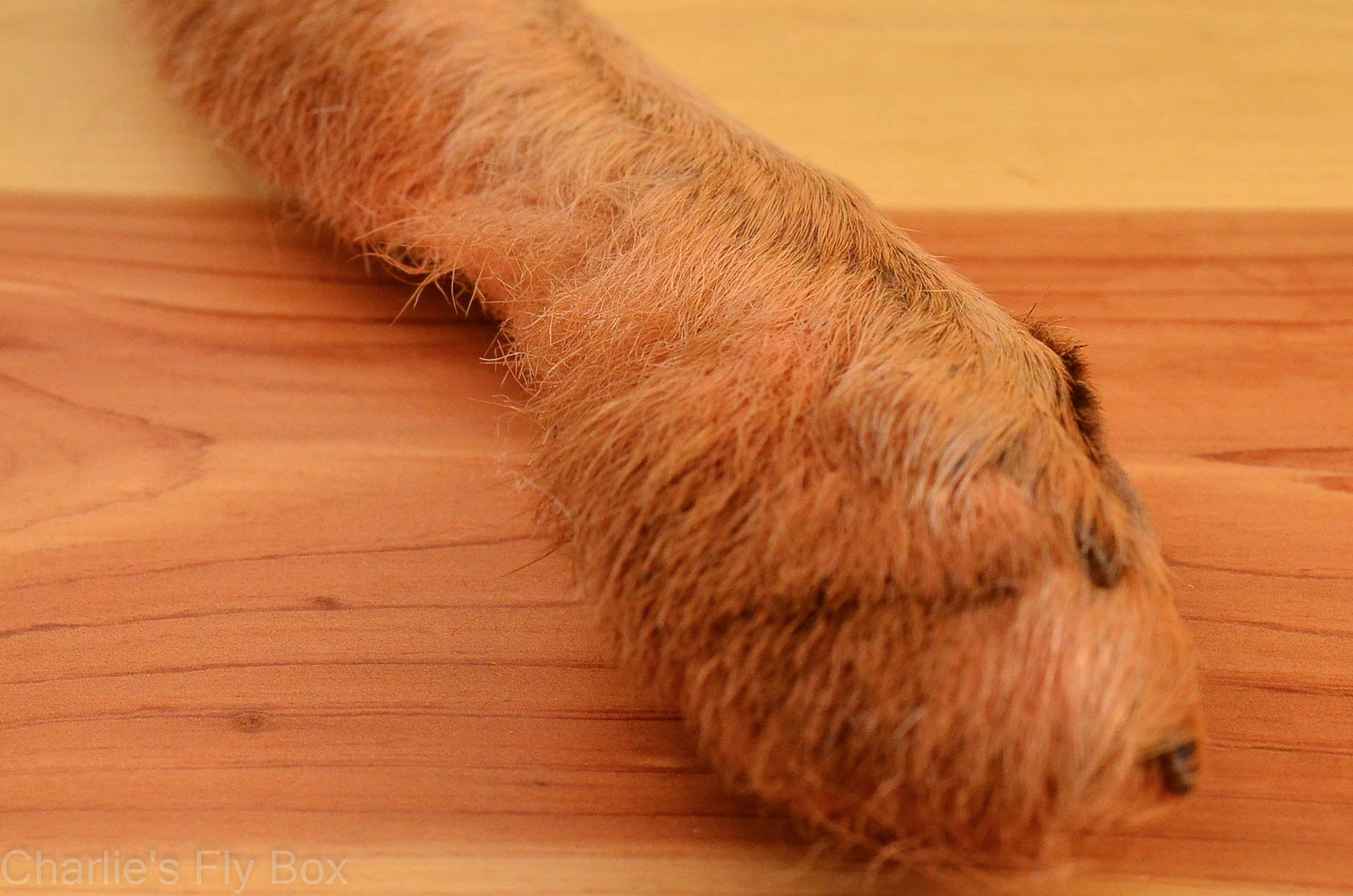 Snowshoe Rabbit Foot – charliesflybox